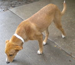 Other Photos of thie Dog