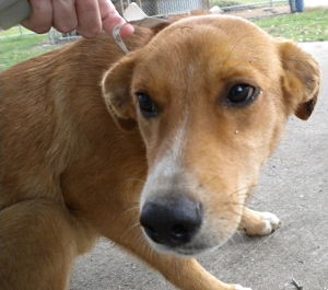 Other Photos of thie Dog