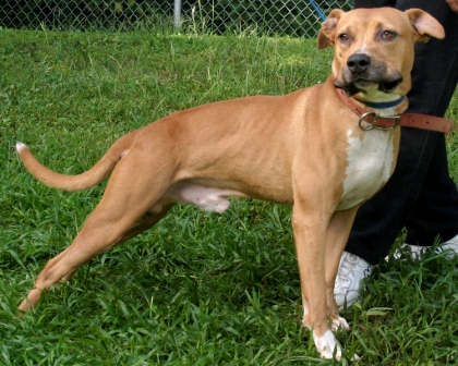 Other Photos of thie Dog