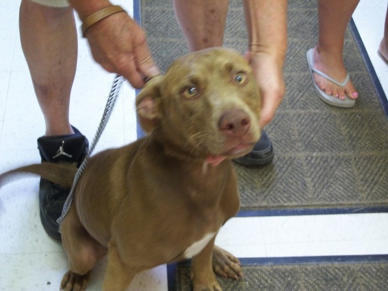 Main Photo of this Dog