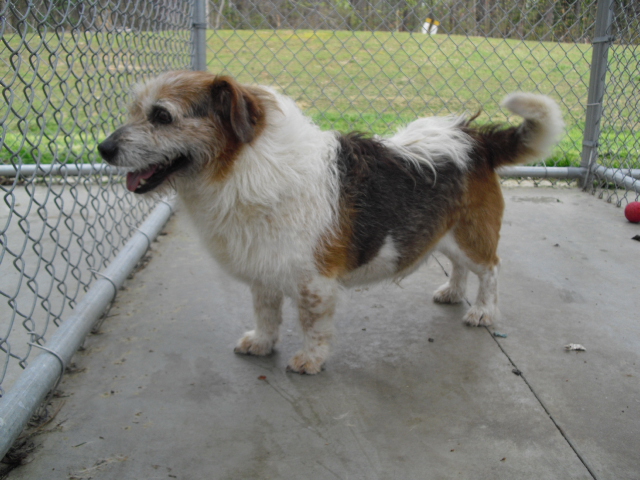 wire fox terrier beagle mix