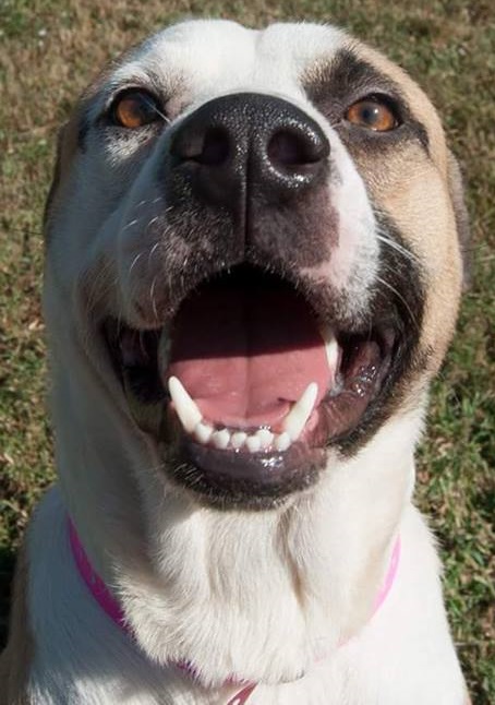 Other Photos of thie Dog