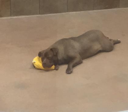 Other Photos of thie Dog