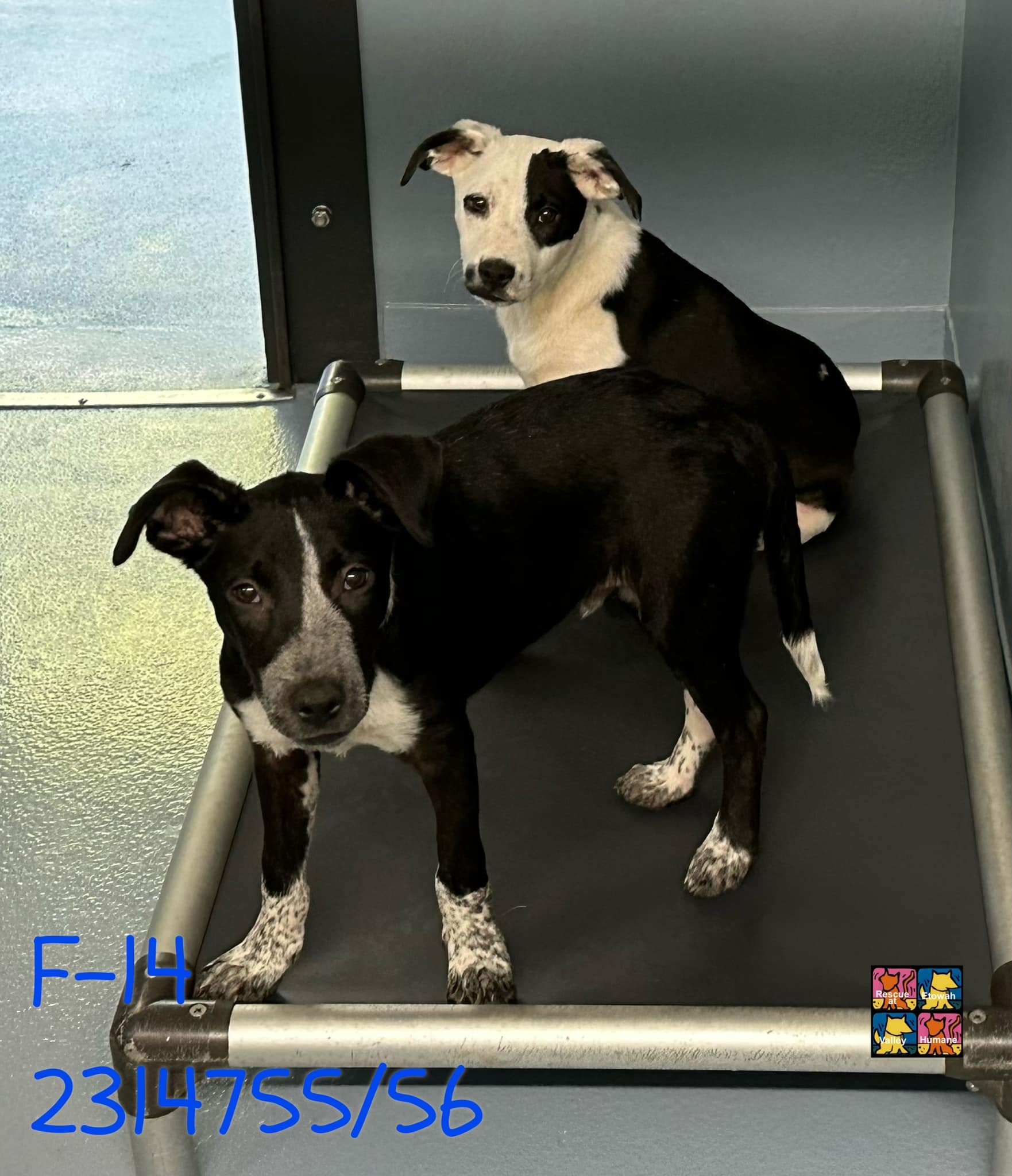 Main Photo of this Dog