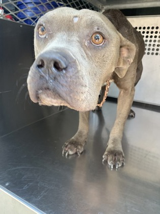 Main Photo of this Dog