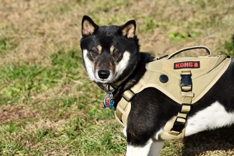 Other Photos of thie Dog