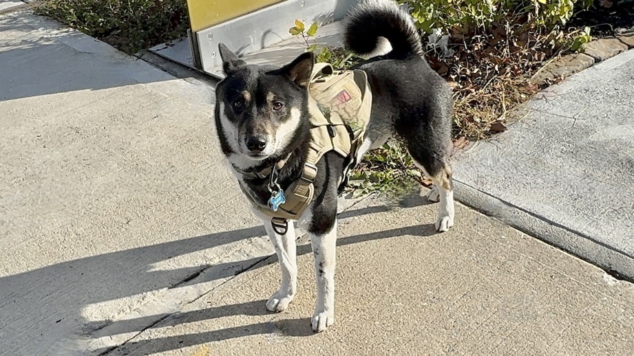 Other Photos of thie Dog