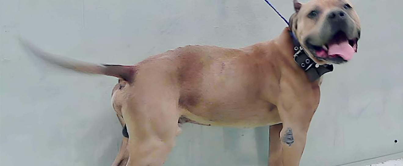 Main Photo of this Dog