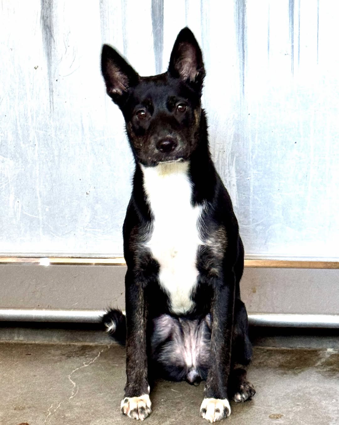 Main Photo of this Dog