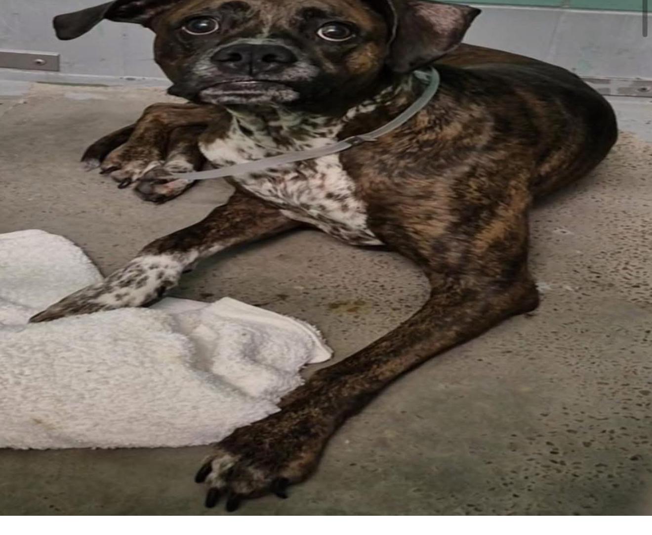 Other Photos of thie Dog