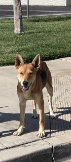 Other Photos of thie Dog