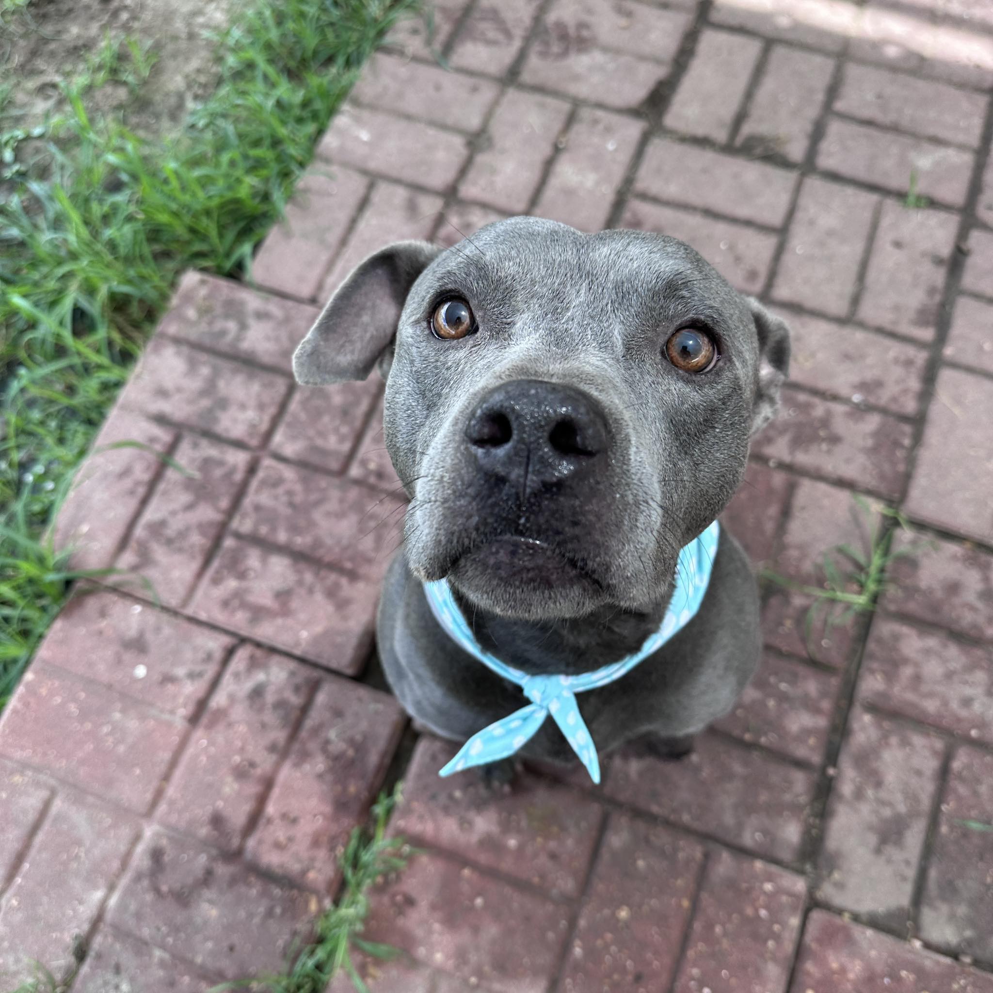 Other Photos of thie Dog