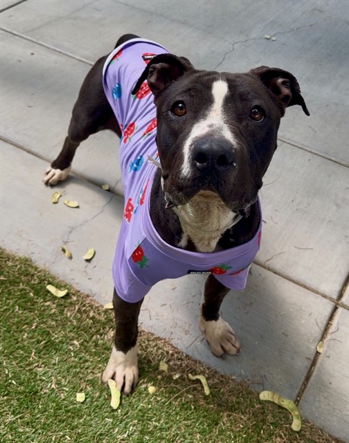 Ava, a Pit Bull Terrier, available for adoption