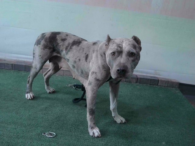 Harley, a American Staffordshire Terrier, available for adoption