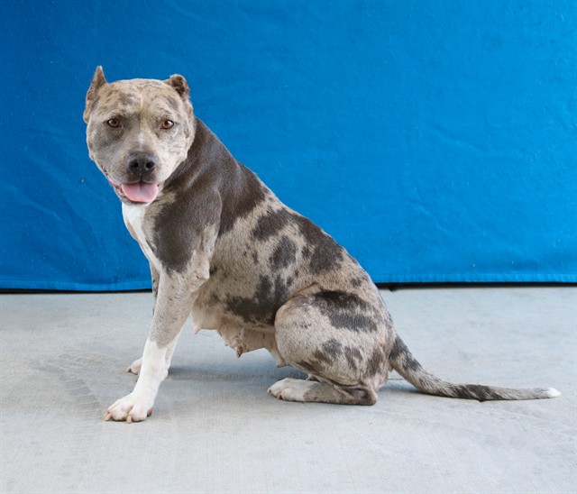 Adoptable pet photo