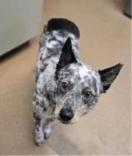 Theodore, a Australian Cattle Dog/Blue Heeler (mix breed), available for adoption