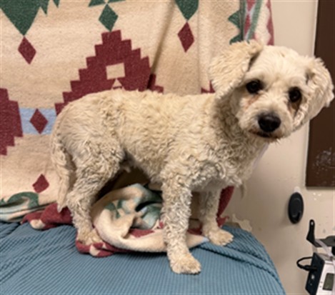 Kai, a Maltese, available for adoption