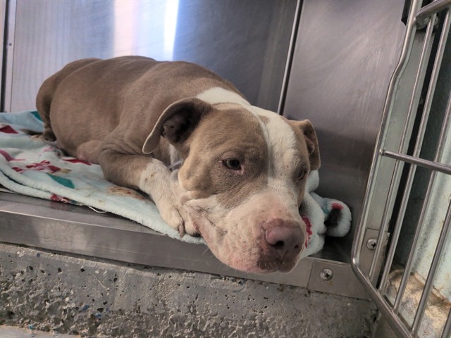 Story, a Pit Bull Terrier, available for adoption
