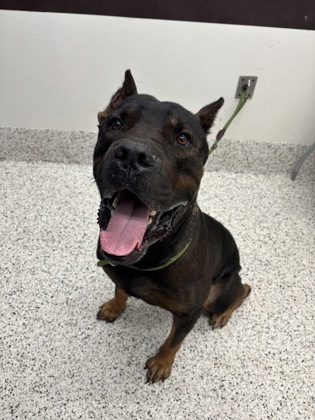 Corsito, a Terrier, available for adoption