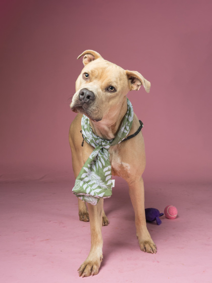Duke Of Hazzard, a Terrier, available for adoption