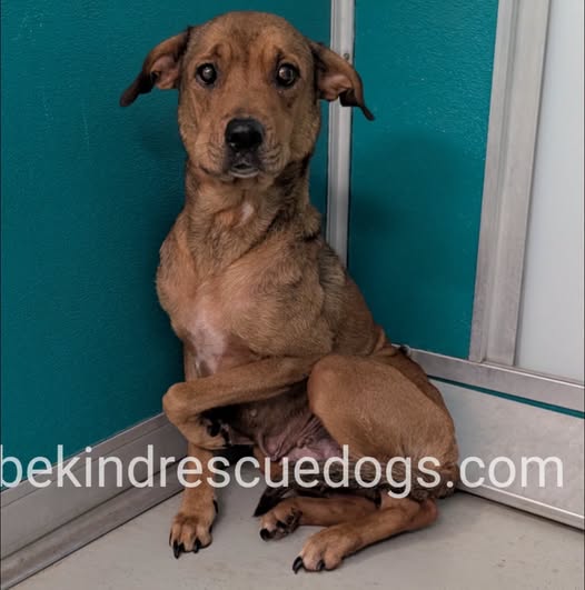 A478417, a Hound, available for adoption
