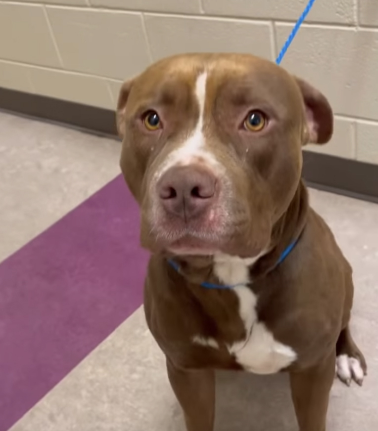 Sonny, a Pit Bull Terrier, available for adoption