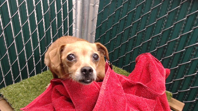 Johana, a Chihuahua, available for adoption