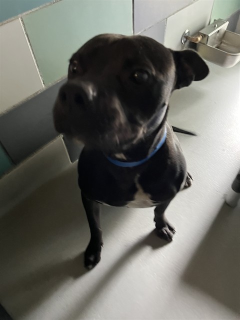 Other Photos of thie Dog