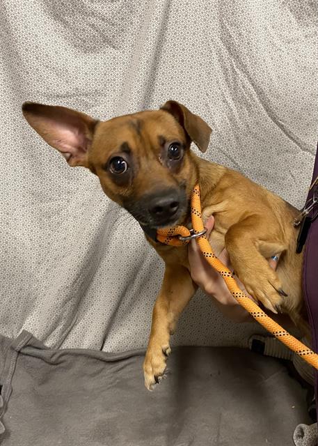 Walker, a Chihuahua, available for adoption