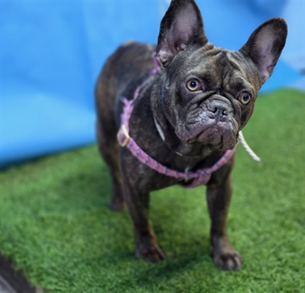 Venus, a French Bulldog, available for adoption