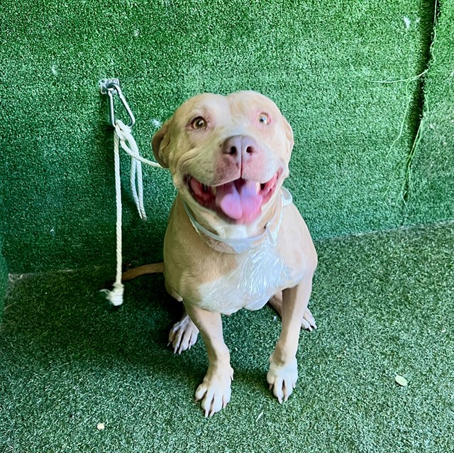 Autumn, a American Staffordshire Terrier, available for adoption