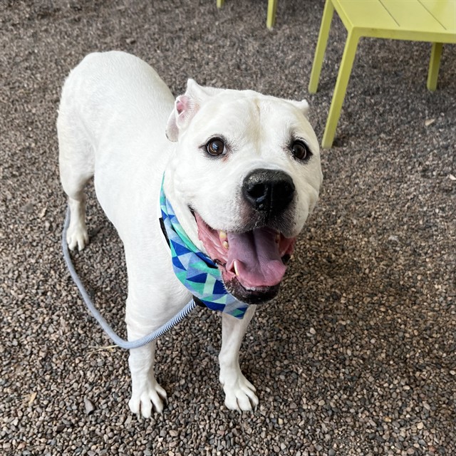Bark Twain, a American Bulldog, available for adoption
