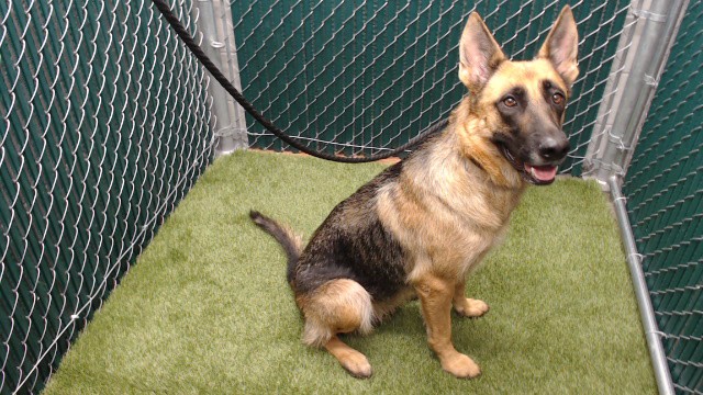 Bowie, a German Shepherd, available for adoption
