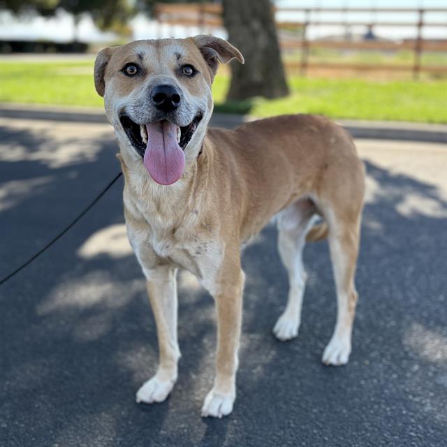 Sookie, a Pit Bull Terrier, available for adoption