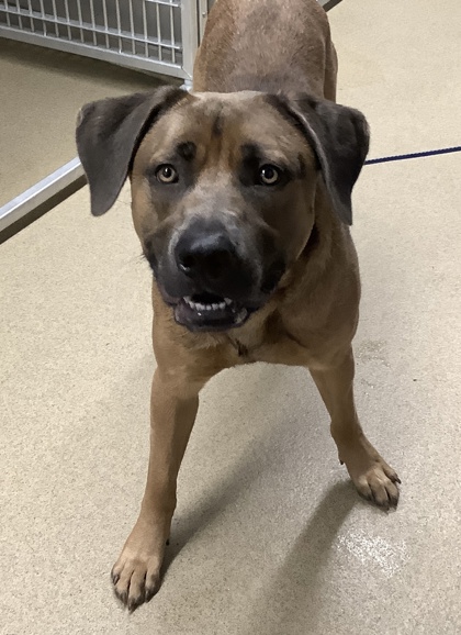 Goose, a Retriever, available for adoption