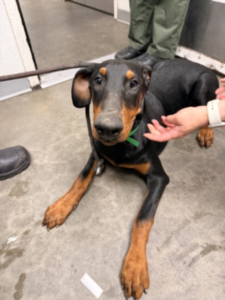 Lala, a Doberman Pinscher, available for adoption