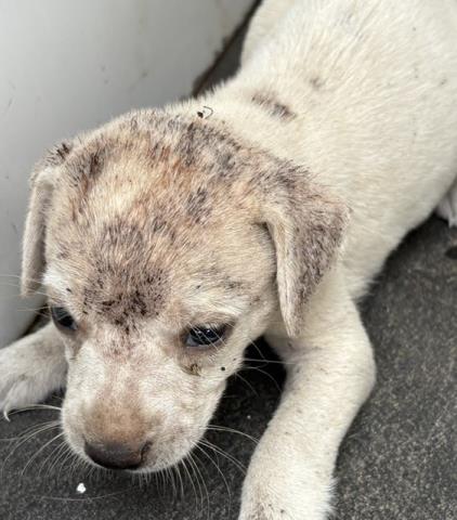 A034819, a Shepherd, available for adoption