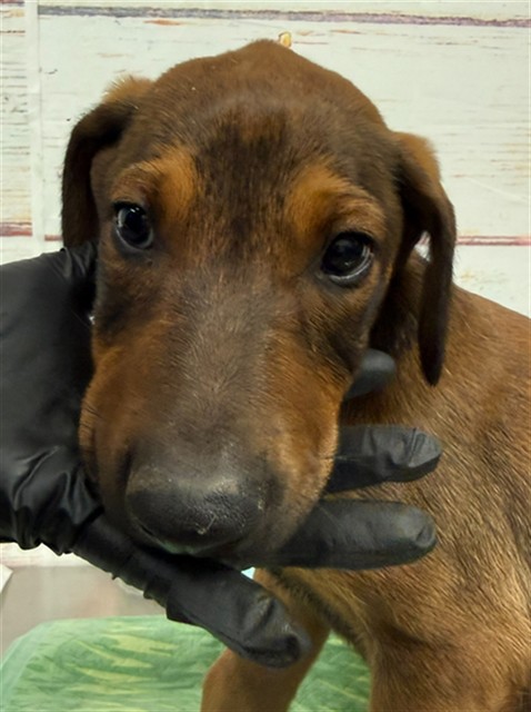 Adoptable pet photo