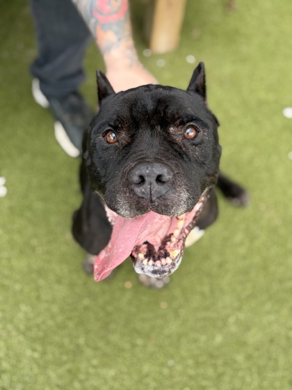 Adoptable pet photo