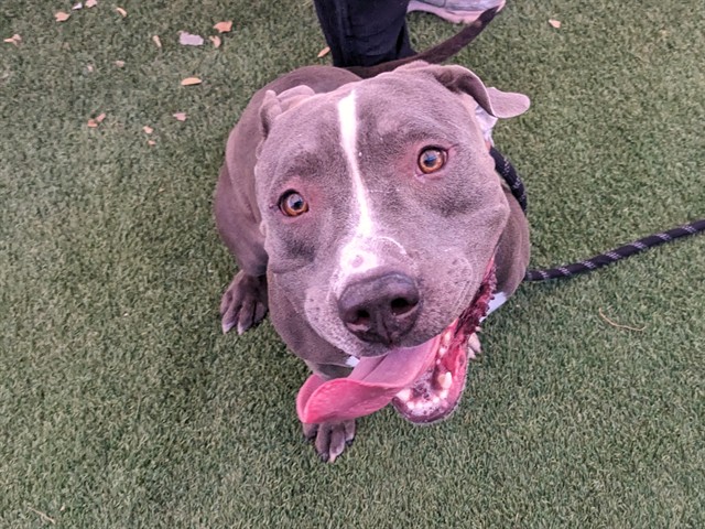 Adoptable pet photo