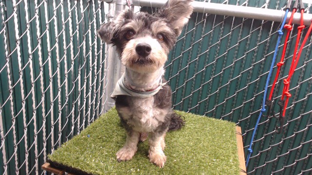 Adoptable pet photo