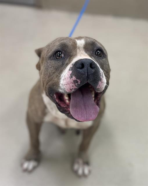 Adoptable pet photo