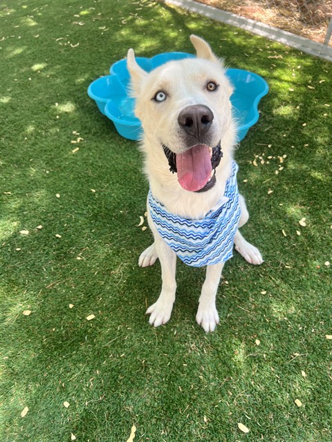Charlie, a Siberian Husky, available for adoption