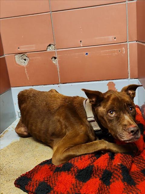 Adoptable pet photo