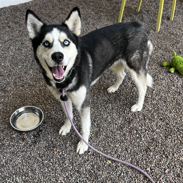 Adoptable pet photo