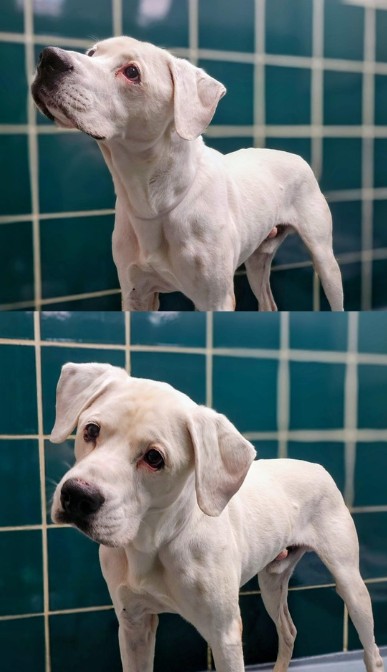Adoptable pet photo