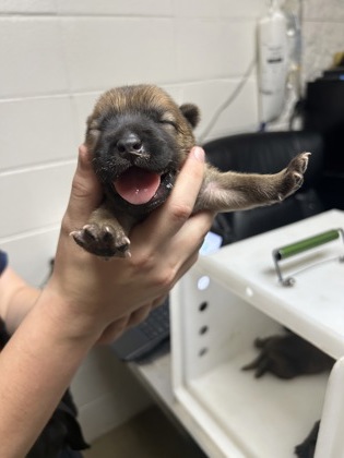 Adoptable pet photo