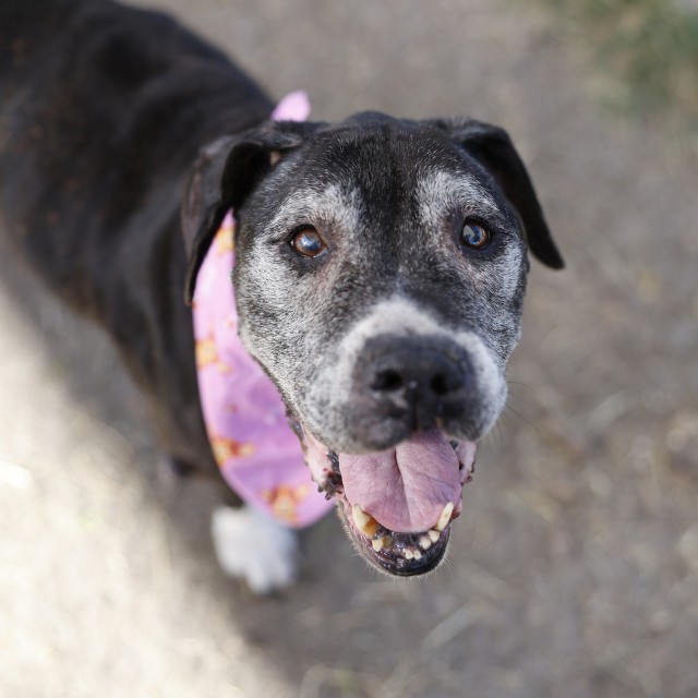 American Staffordshire Terrier (mix breed) available for adoption