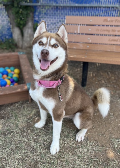 Lobo, a Husky, available for adoption