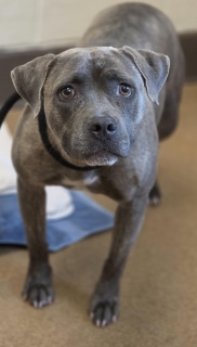 Goose, a Pit Bull Terrier (mix breed), available for adoption